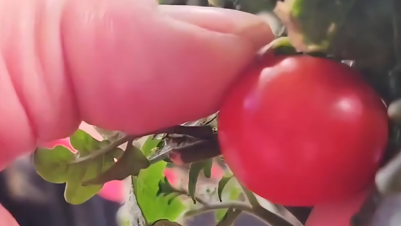 Stronger Than Ever! 💪🍅 — DWC Hydroponic Cherry Tomato Update #hydroponictomatoes