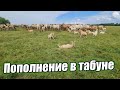 Очередное пополнение в табуне/ Уже заготовили 6000 тюков сена/ Фермерское хозяйство