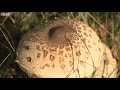 Warning over foraging in London’s Royal Parks – BBC London