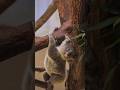 Удивительные коалы, покоряют сердца #youtubeshorts #животные #рек