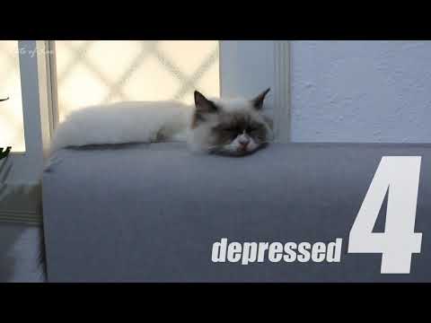 Video: Paggamot Sa Feline Distemper Sa Cats - Panleukopenia Na Paggamot