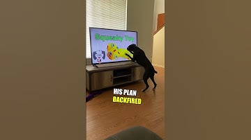 Doggy just wanted a squeaky toy