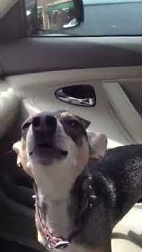 Roxie, my Chihuahua-Mini-Pinscher singing