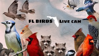 LIVE Bird & Squirrel Cam  2 Up Close - TV for Dogs & Cats - squirrel cattv birdfeeder live