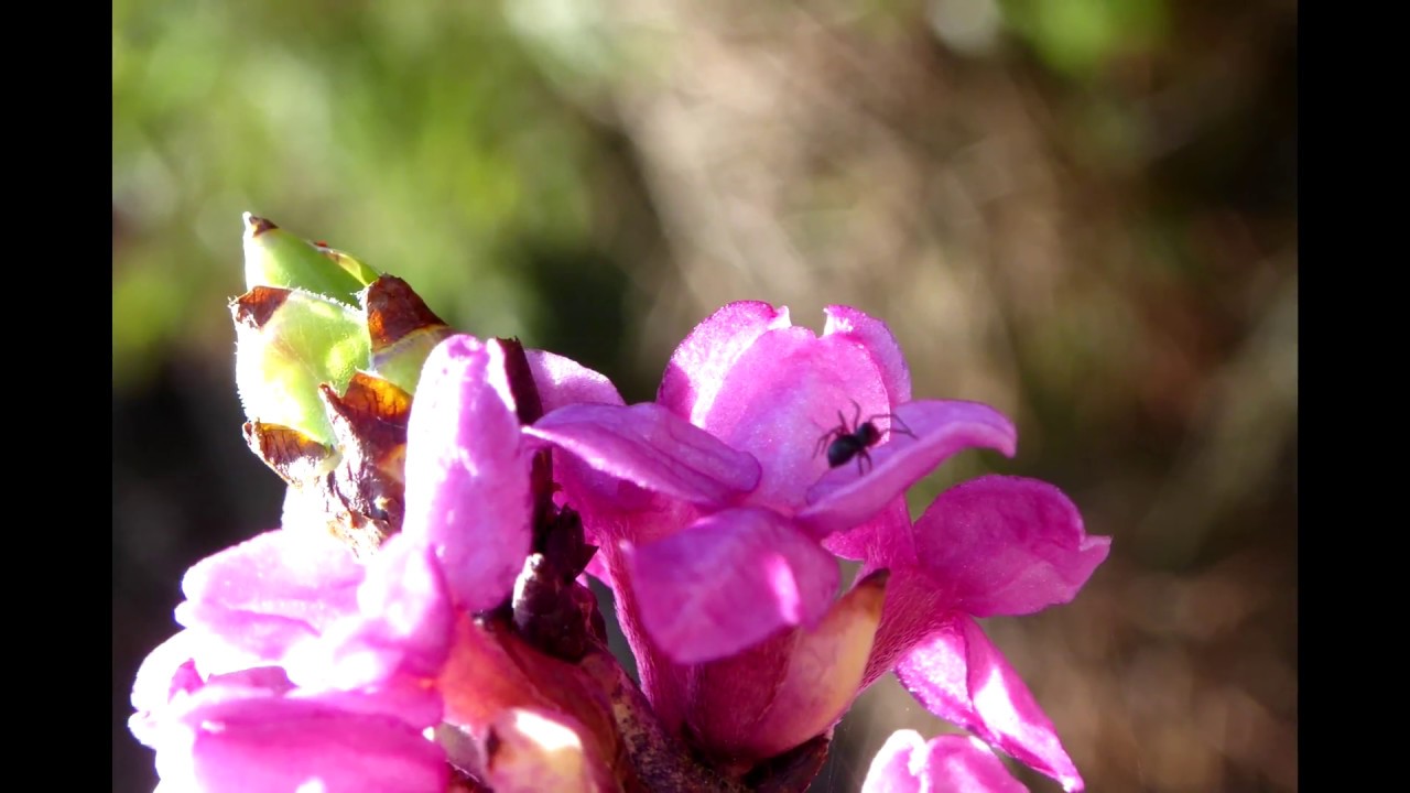 AspeCT- JanTchi (Jang - Chi)