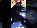 Dangerous Look Of Black Cat ЁЯШЖЁЯШШ Kala Billa Kali Billi Cat Lover Video Shorts Dangerous Look Of Black Cat ЁЯШЖЁЯШШ Kala Billa Kali Billi Cat Lover Video Shorts