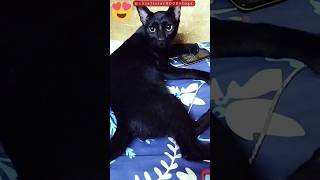Dangerous Look Of Black Cat Kala Billa Kali Billi Cat Lover Video