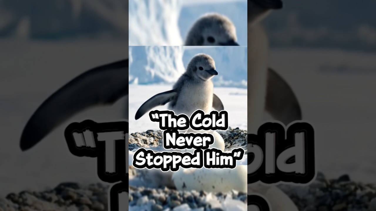 🐧 From Egg to Hero: The Penguin’s Brave Journey Through Ice and Hopeb| Amazing Timelapse Motivation