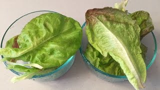 Soil Vs Hydroponic 01 - Can You Taste The Difference - Red Lettuce