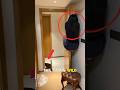 Cat make fool #shorts #cats