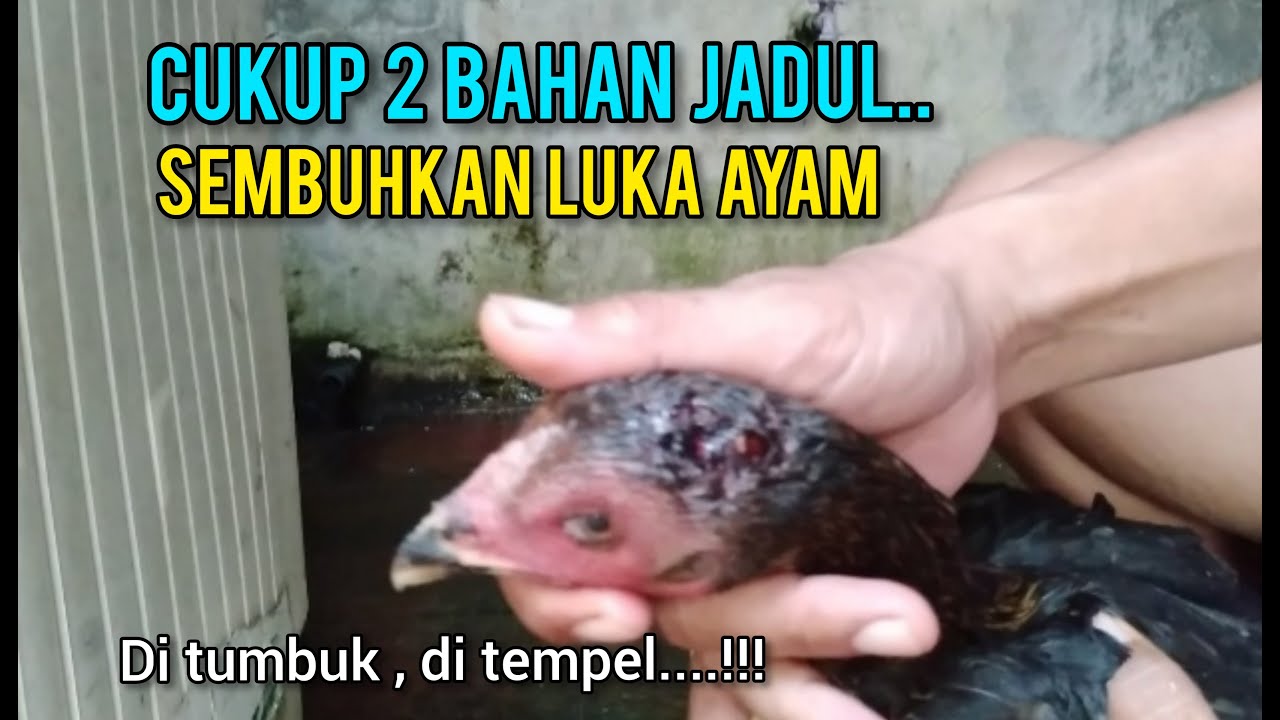 Ampuuhh..!! Ramuan Jadul Sembuhkan Luka Ayam