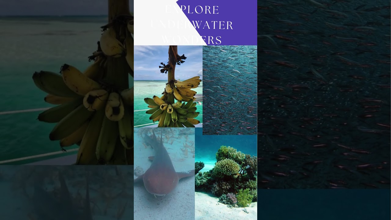 Explore Vibrant Marine Life in Panama! 🐠🌊