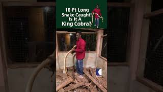 10-Ft-Long Snake Caught! Is It A King Cobra? #ViralVideo #GiantSnake