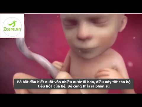 Video: 19 Tuần Của Thai Kỳ: Cảm Giác, Sự Phát Triển Của Thai Nhi