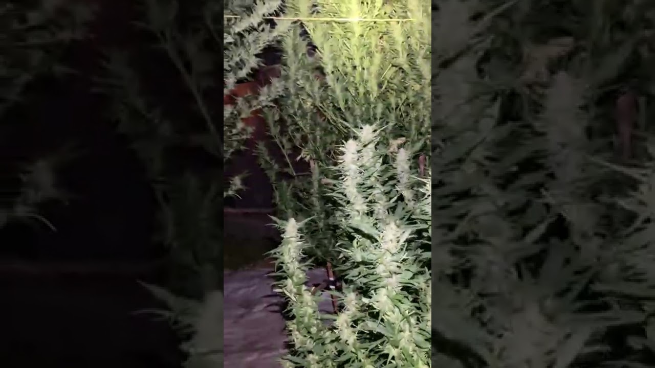 Greenhouse grow progression