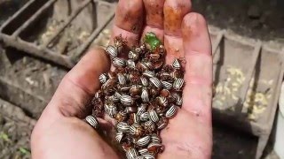 Фазаны едят колорадского жука