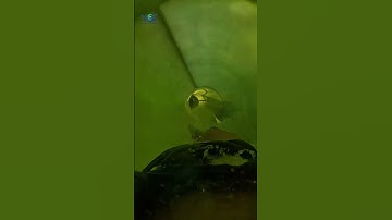 POV: Bạn chuẩn bị trượt xuống ống trượt nước cao 20m #vietglobal #congviennuoc #shotrs