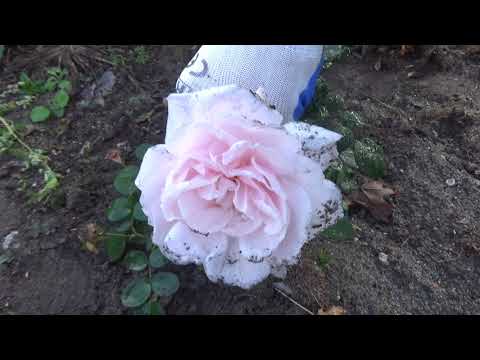 Wideo: Rosnące Róże Z Zielonych Sadzonek