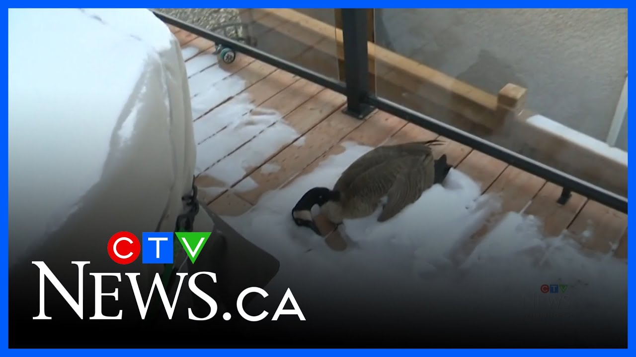 Dozens of dead geese baffle residents