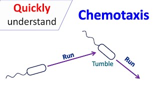 Chemotaxis