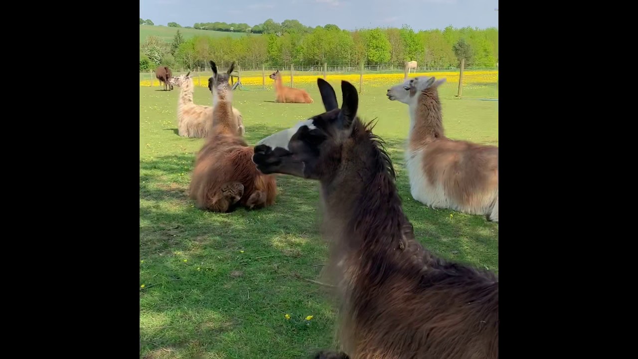 Llama Farmer Diaries part 1