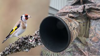 BIGINNER TIPS to BIRD PHOTOGRAPHY \/\/ Garden birds from start to finish