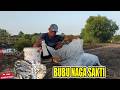 KEGIATAN RUTIN..| ANGKAT BUBU NAGA YANG KE 4 BIKIN MERINDING | PERANGKAP UDANG#bubunaga