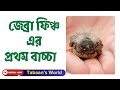 Zebra Finch's First Baby | জেব্রা ফিঞ্চের প্রথম বাচ্চা