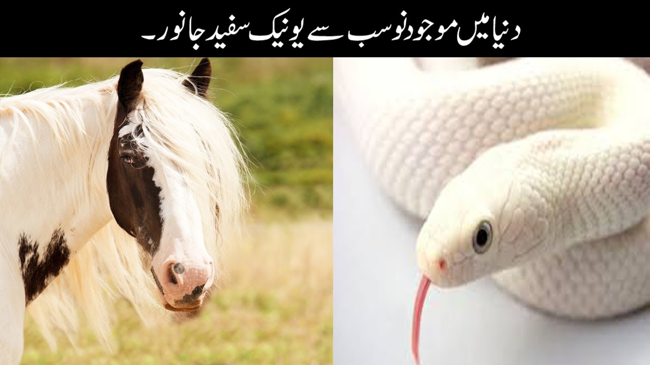 1 of the most unique white animals in the world||Ahmad TV - YouTube