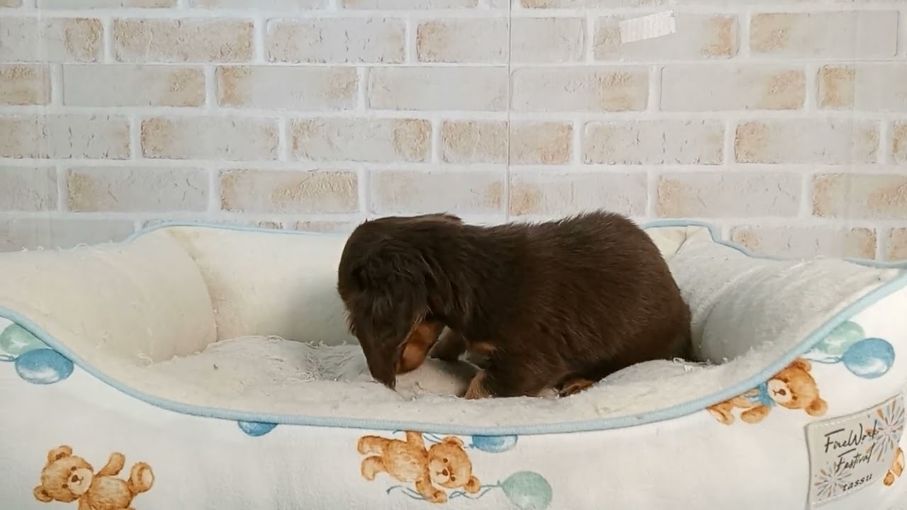 736149 Ｍ・ダックスフンド