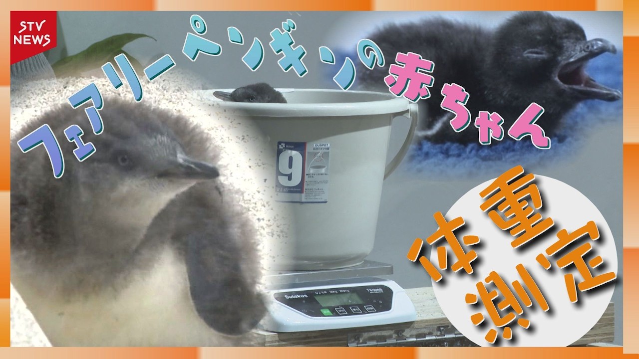 Baby penguin weighs up from 29 grams to 835 grams: World's