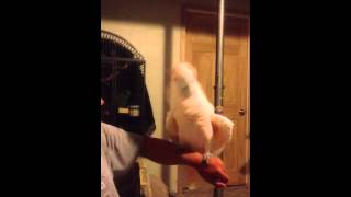 Crazy Cockatoo