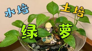 绿萝 水培和土培繁殖方法 93