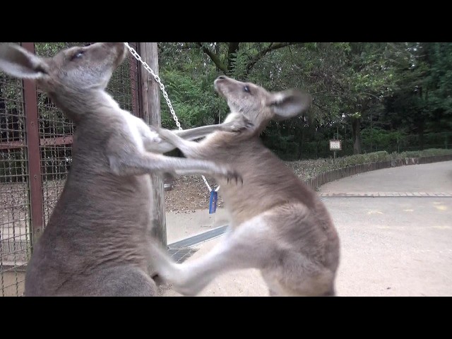 カンガルー親子のスパーリング Cute kangaroo mother and child