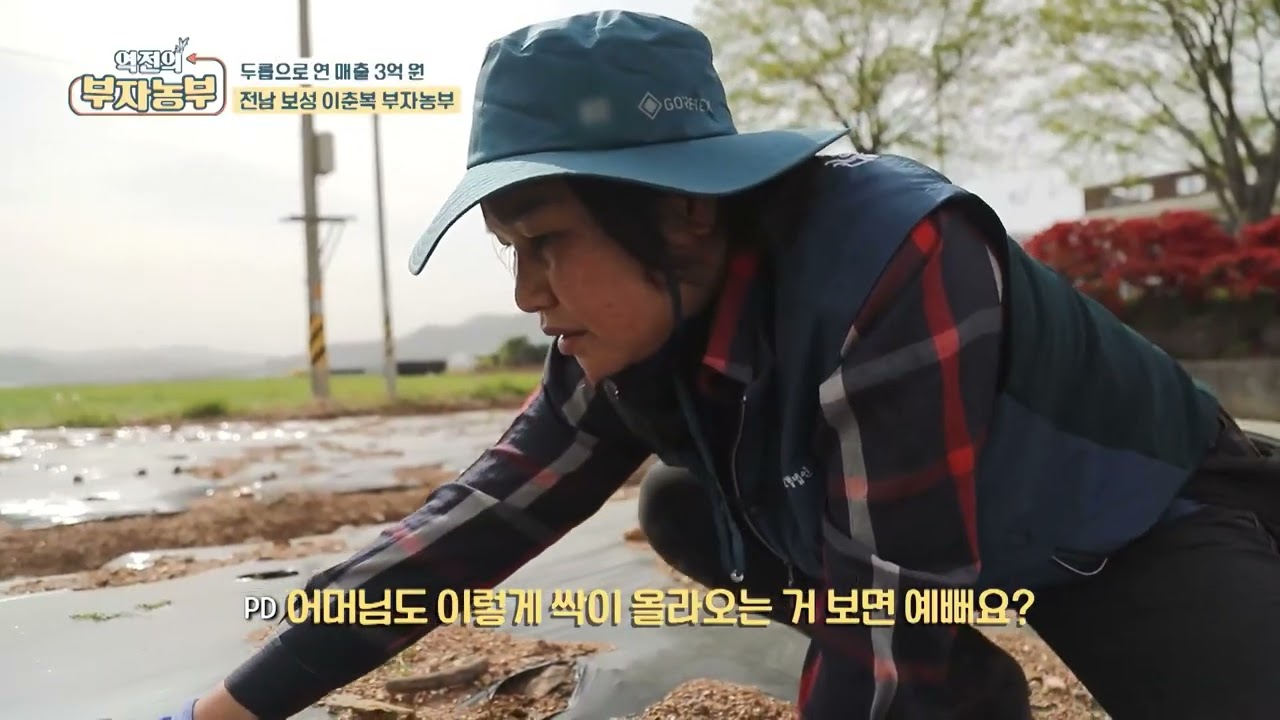 전남 보성 둥지농원: 카멜레온 두릅의 발견 그리고 이형두릅 #농업노하우 #농업성공 #귀농 #유튜버 #둥지농원 #이형두릅