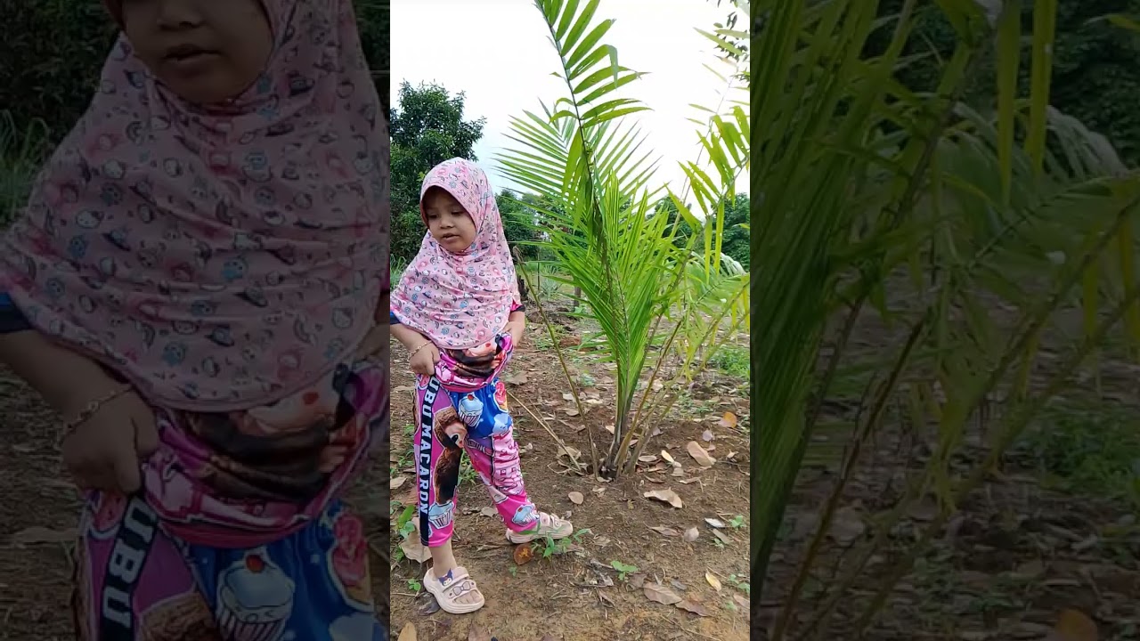 พาเจ้าของสวนมาดูปาล์ม #ปาล์ม