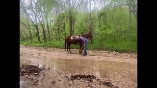 'MAPLE" CAN BE SEEN AT WWW.HORSEZIP.COM ONLINE HORSE AUCTION