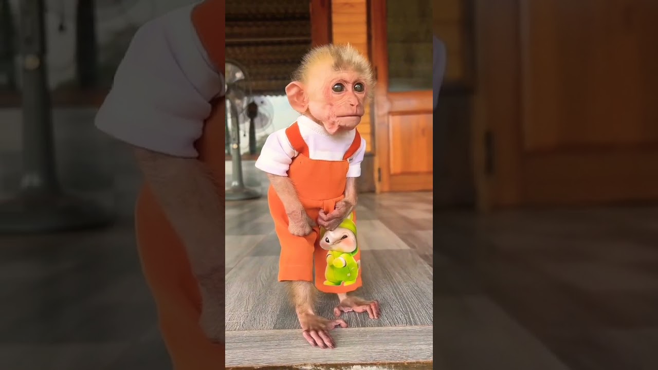 Cute Baby Monkey Moon | 
