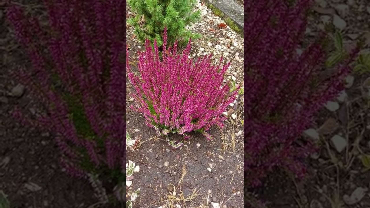Calluna Vulgaris - Call it simply Heather 