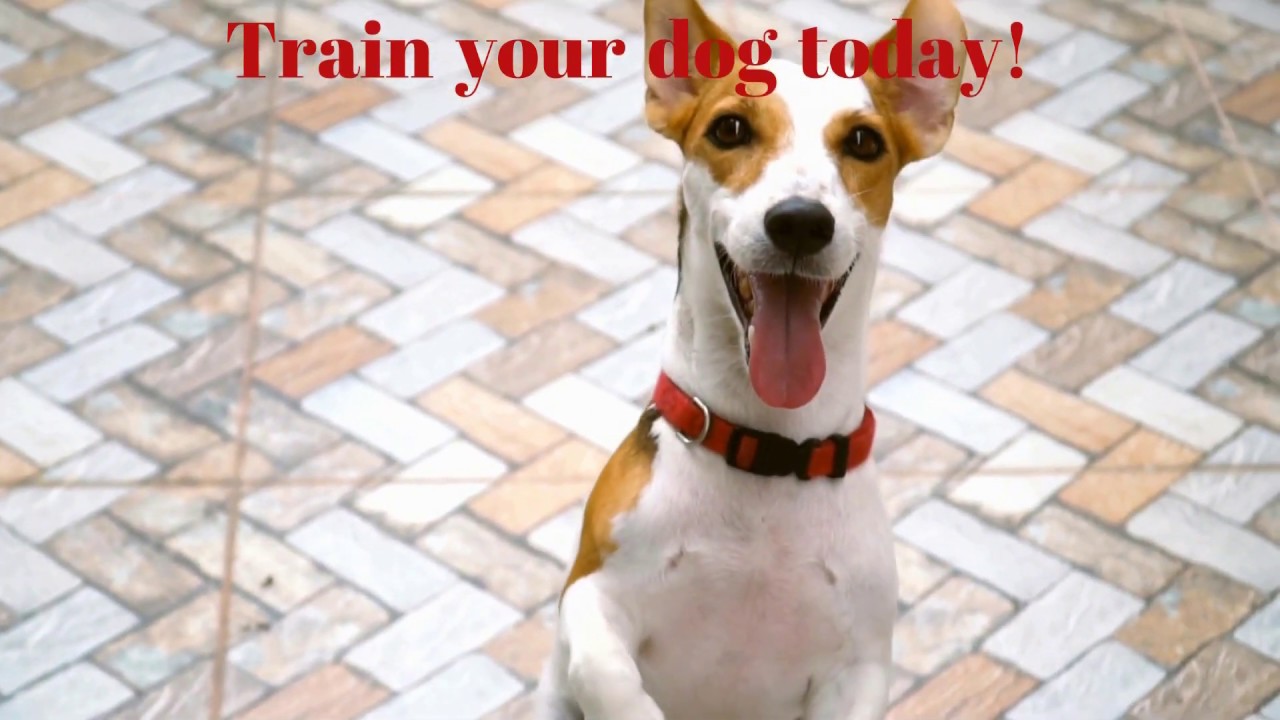 Dog Training 101 Basics YouTube