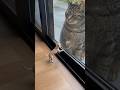 Ranking funniest chihuahua getting humbled