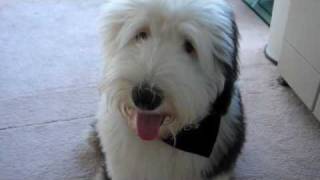 Max - Old English Sheepdog