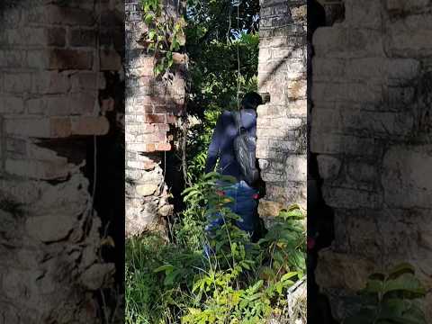 Unusual Historic Ruin found in St Thomas, Jamaica #elitejamaica #history #stthomasjamaica