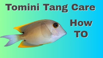 How To Care For Tomini Tangs (Surgeon Fish)