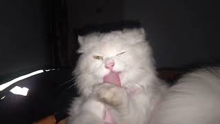 cute kittens | kittens use 100% cuteness