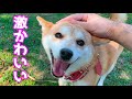 飼い主に気づいた瞬間トコトコ走ってくる柴犬が可愛すぎた