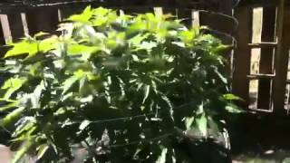 Ommp outdoor update 6/30