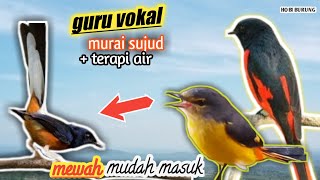 suara mewah mantenan gunung,masteran untuk murai batu, durasi panjang   terapi air