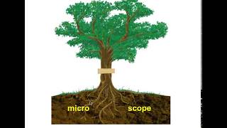 Bio - Roots