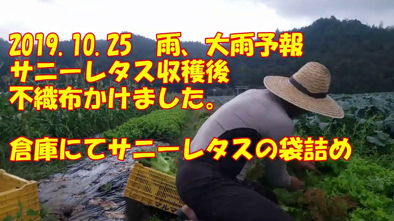 19 10 24 雨 サニーレタス収穫後 不織布 倉庫で袋詰め Youtube